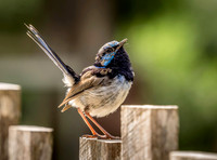 Wildlife & Birds