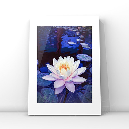Lotus Blue $25