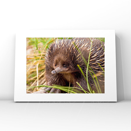 Echidna $25