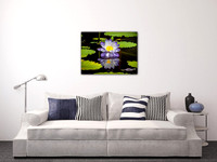 Lotus Reflection 60x40cm $65
