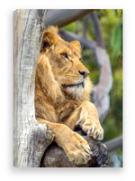 Lion 40x60cm $65