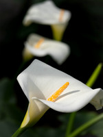 Lilium Trio