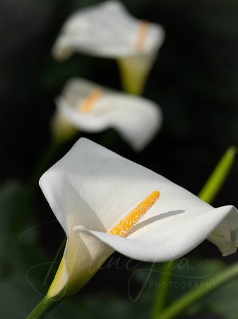 Lilium Trio