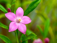 Pink Star