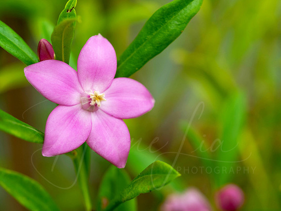 Pink Star