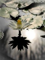 Shadow Lily