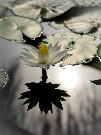 Shadow Lily