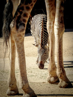 Herbivore