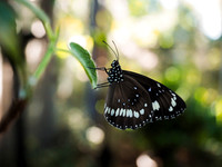 Leaf Landing