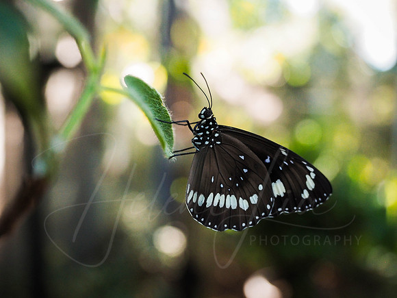 Leaf Landing