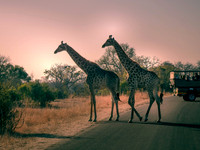 Giraffe Crossing