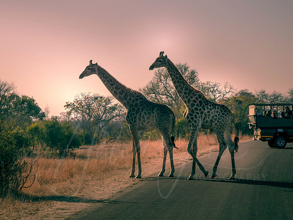 Giraffe Crossing