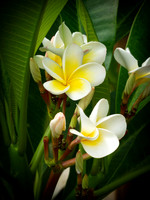 Frangipani Bloom