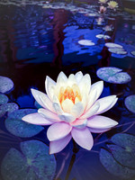 Lotus Blue