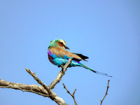 Lilac Breasted Roller