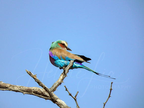 Lilac Breasted Roller