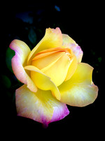 Yellow Bright