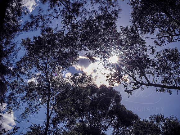 Afternoon Burst