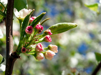 Blossom