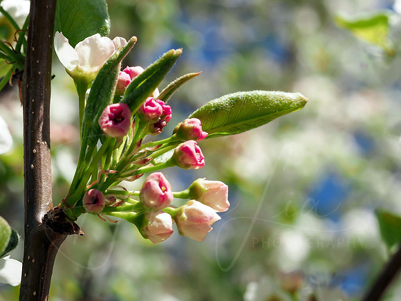 Blossom