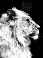 Young Lion