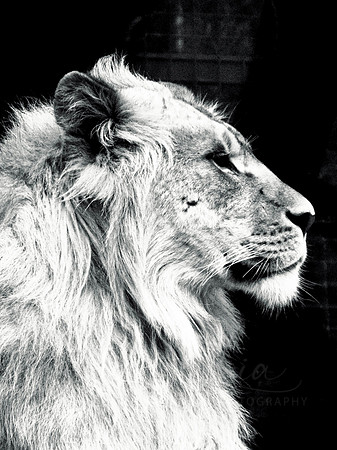 Young Lion