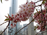 Chicago Bloom