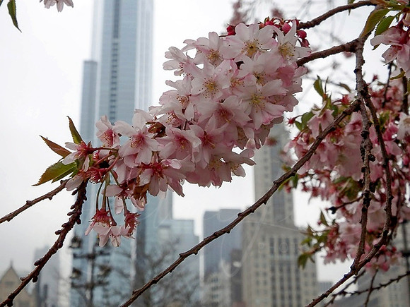 Chicago Bloom