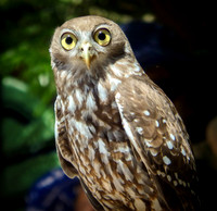 Owl