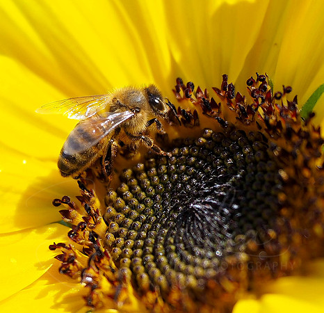 Busy Bee