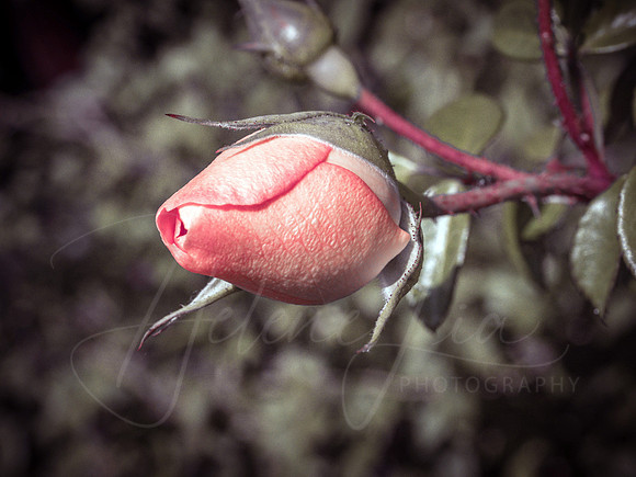 Rose Bud