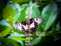 Flutter