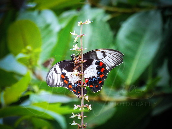 Flutter