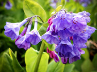 Bells of Blue