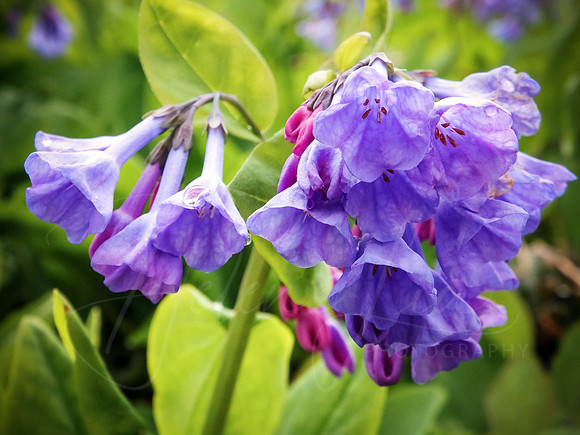 Bells of Blue