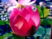Flower Lotus