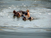 Waterhole Hippo