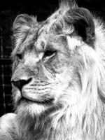Young Lion II