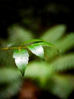 Fern Gully