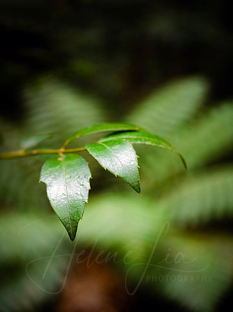Fern Gully