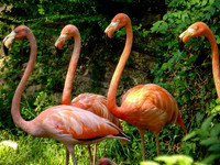 Flamboyance