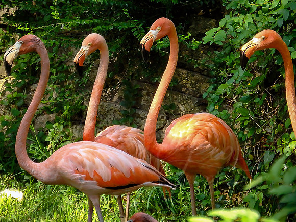Flamboyance