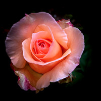 Nectar Rose