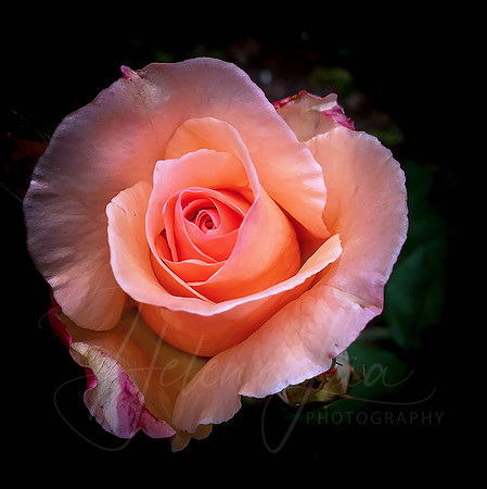 Nectar Rose