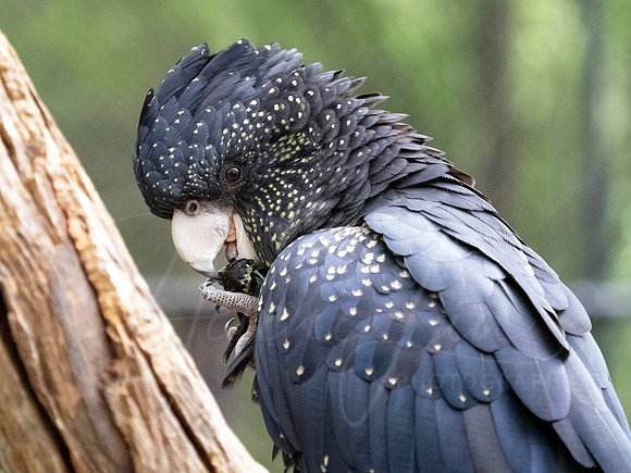 Red Tailed Black Cockatoo