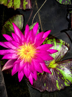 Lily Star