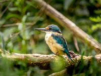 Sacred Kingfisher