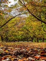 Autumn in the Dandenongs ll