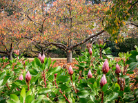 Autumn in the Dandenongs