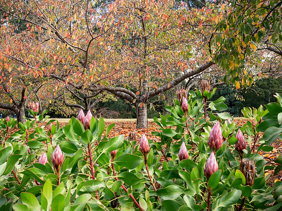 Autumn in the Dandenongs